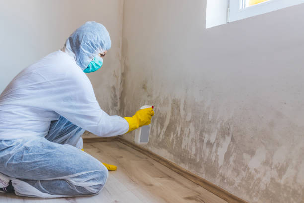 Black mold inspection in Henrico