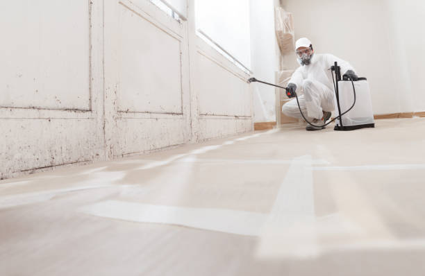 Black mold remediation team in Henrico